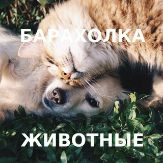 Telegram Channel logo geoanimal. Free Telegram Channel Analytics