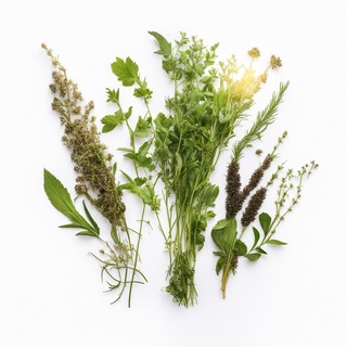 Telegram Channel logo herbaheal. Free Telegram Channel Analytics