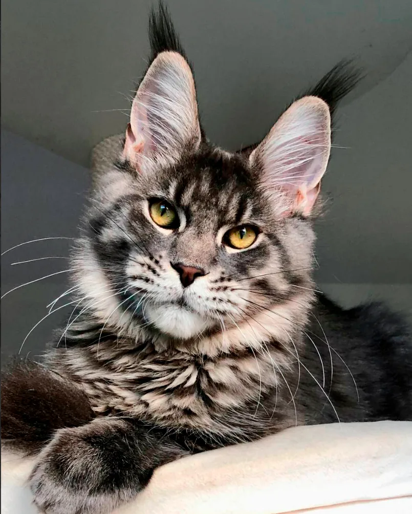 Логотип Телеграм канала mainecoon. Бесплатная аналитика Telegram каналов