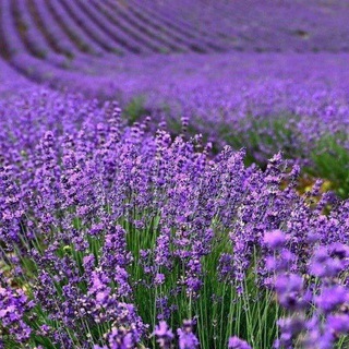 Telegram Channel logo krymfest. Free Telegram Channel Analytics