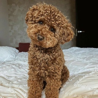 Telegram Channel logo +YD2E4fvM4psyNmZl. Free Telegram Channel Analytics