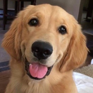 Логотип Телеграм канала . Бесплатная аналитика Telegram каналов