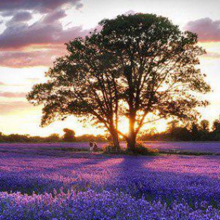 Логотип Телеграм канала Nature 🌄. Бесплатная аналитика Telegram каналов