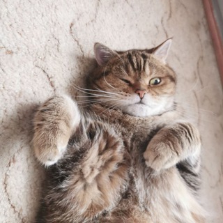 Логотип Телеграм канала Коты и кошка Крамника. Бесплатная аналитика Telegram каналов