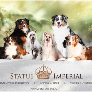 Логотип Телеграм канала . Бесплатная аналитика Telegram каналов