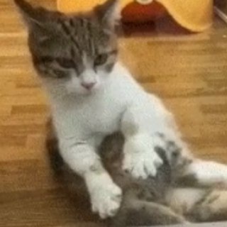 Логотип Телеграм канала Котообразие Felidae и не только. Бесплатная аналитика Telegram каналов