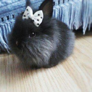 Логотип Телеграм канала . Бесплатная аналитика Telegram каналов