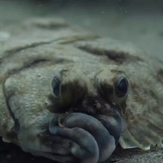 Логотип Телеграм канала kambala39. Бесплатная аналитика Telegram каналов