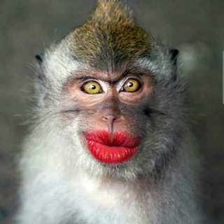 Логотип Телеграм канала luninayumor. Бесплатная аналитика Telegram каналов