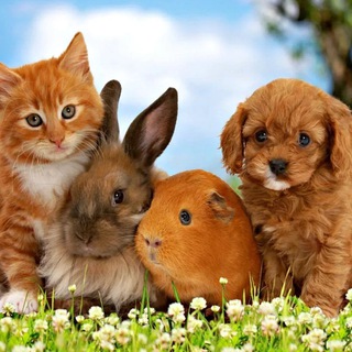 Telegram Channel logo pets_lprr. Free Telegram Channel Analytics