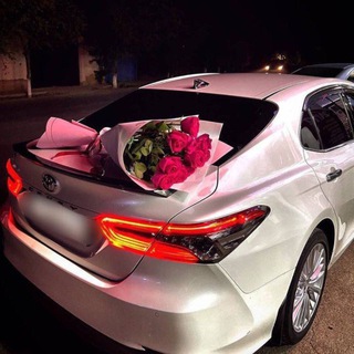 Логотип Телеграм канала . Бесплатная аналитика Telegram каналов