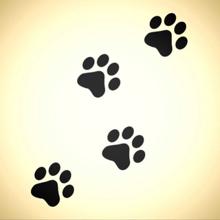 Telegram Channel logo zveripb. Free Telegram Channel Analytics