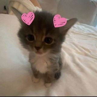 Логотип Телеграм канала . Бесплатная аналитика Telegram каналов