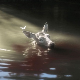 Логотип Телеграм канала . Бесплатная аналитика Telegram каналов