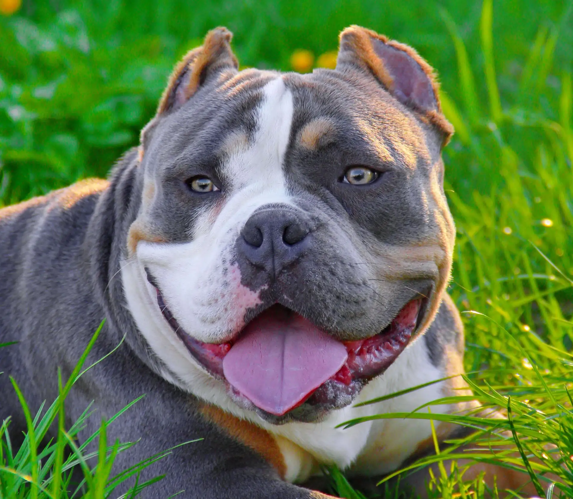 Логотип Телеграм канала pitomniksobak. Бесплатная аналитика Telegram каналов