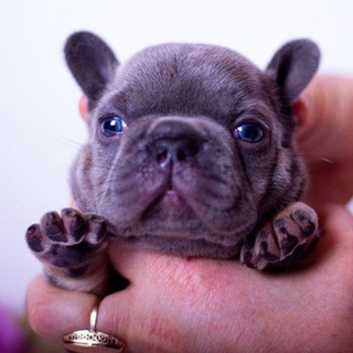 Логотип Телеграм канала zooprodazi. Бесплатная аналитика Telegram каналов