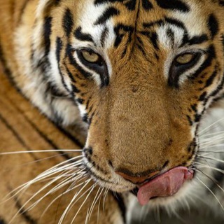 Telegram Channel logo Tic Toc Trading. Free Telegram Channel Analytics