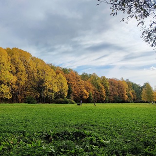 Логотип Телеграм канала udelnyjpark. Бесплатная аналитика Telegram каналов