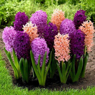 Логотип Телеграм канала Дачные ХИТРОСТИ 👩‍🌾. Бесплатная аналитика Telegram каналов