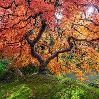 Telegram Channel logo garden_modern. Free Telegram Channel Analytics