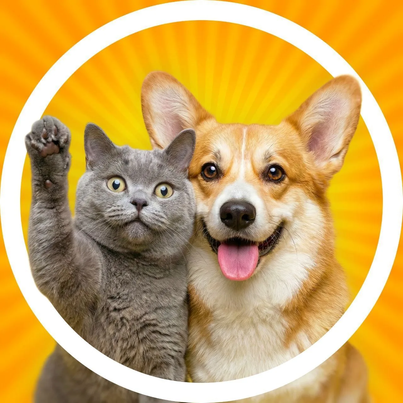 Telegram Channel logo zabavnyezhivotnie. Free Telegram Channel Analytics