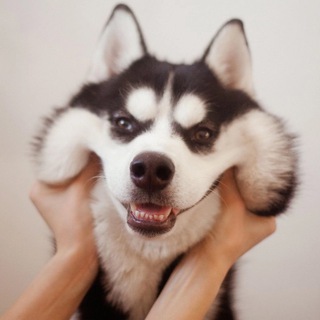 Логотип Телеграм канала myhasku. Бесплатная аналитика Telegram каналов