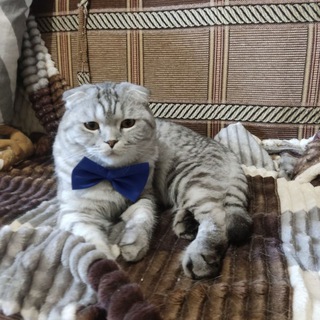 Логотип Телеграм канала wikikotiaChat. Бесплатная аналитика Telegram каналов