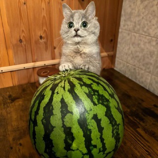 Логотип Телеграм канала kotikotikikotyata. Бесплатная аналитика Telegram каналов