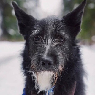 Telegram Channel logo zaichiksearc. Free Telegram Channel Analytics