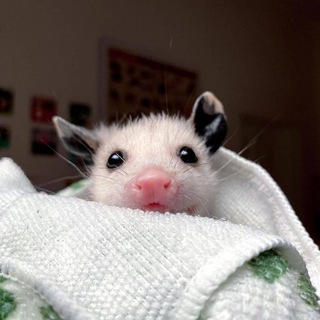 Логотип Телеграм канала Меми про опосумів🇺🇦. Бесплатная аналитика Telegram каналов