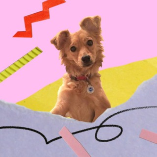 Логотип Телеграм канала . Бесплатная аналитика Telegram каналов