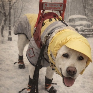 Telegram Channel logo lutyisobachnik. Free Telegram Channel Analytics