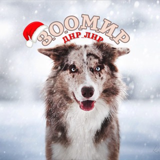 Логотип Телеграм канала zoomir2024. Бесплатная аналитика Telegram каналов