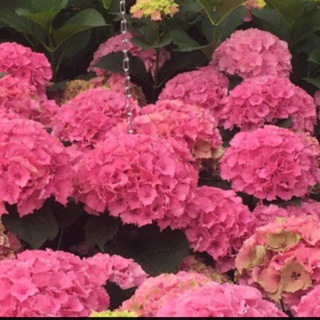 Логотип Телеграм канала tsvetimaskva. Бесплатная аналитика Telegram каналов