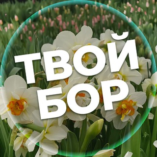 Логотип Телеграм канала tvoybor. Бесплатная аналитика Telegram каналов