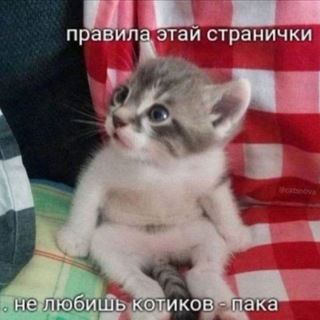Логотип Телеграм канала . Бесплатная аналитика Telegram каналов