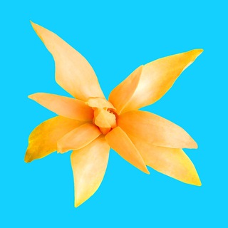 Логотип Телеграм канала TopTropicals. Бесплатная аналитика Telegram каналов