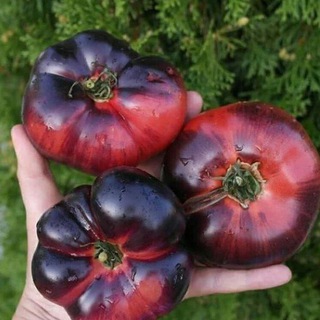 Логотип Телеграм канала pomidoromama3. Бесплатная аналитика Telegram каналов