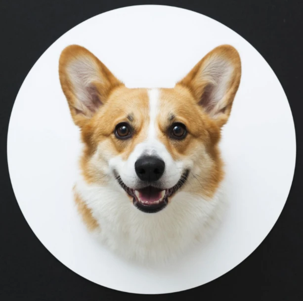 Логотип Телеграм канала dogsdarom. Бесплатная аналитика Telegram каналов