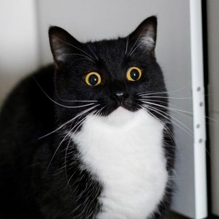 Логотип Телеграм канала . Бесплатная аналитика Telegram каналов