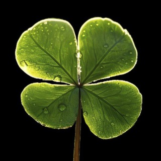 Telegram Channel logo oboi4k8k. Free Telegram Channel Analytics