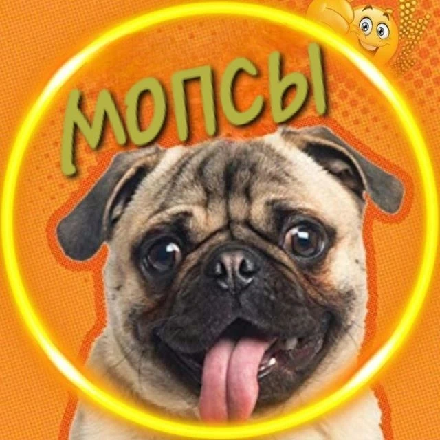 Telegram Channel logo franch_bulldog. Free Telegram Channel Analytics