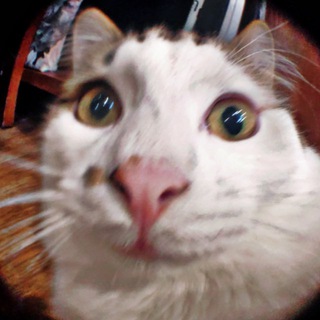 Логотип Телеграм канала jmyra_ebat. Бесплатная аналитика Telegram каналов