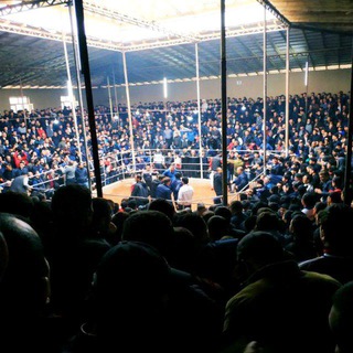 Логотип Телеграм канала . Бесплатная аналитика Telegram каналов