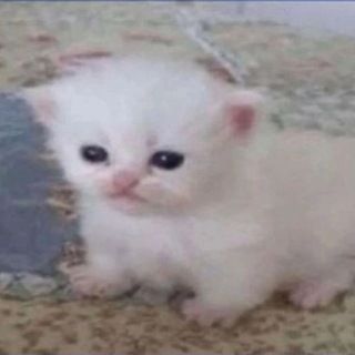 Telegram Channel logo meowkyit. Free Telegram Channel Analytics