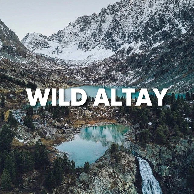 Логотип Телеграм канала wild_altay. Бесплатная аналитика Telegram каналов