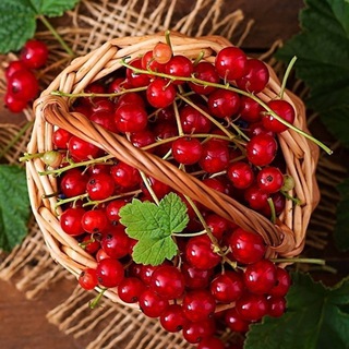 Telegram Channel logo korzinka7771. Free Telegram Channel Analytics