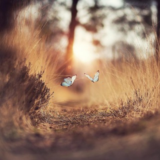 Логотип Телеграм канала These Magic Moments. Бесплатная аналитика Telegram каналов