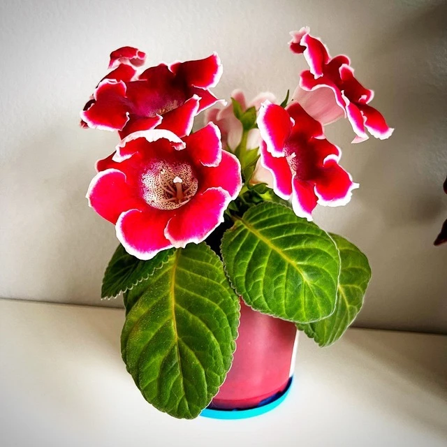 Telegram Channel logo cvety_uhod. Free Telegram Channel Analytics