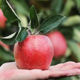 Логотип Телеграм канала Дача. Сад. Огород. Бесплатная аналитика Telegram каналов